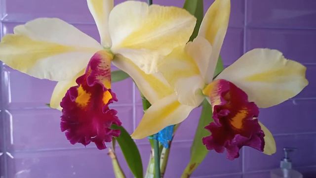 31.Каттлея Rth. Fu Shu Glory Happy Holiday смотреть онлайн