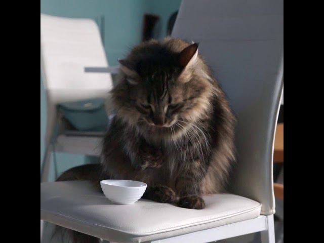 Барс и кефир мал