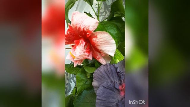 Сортовые гибискусы смотреть онлайн