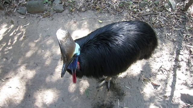A cassowary in Australia. смотреть онлайн