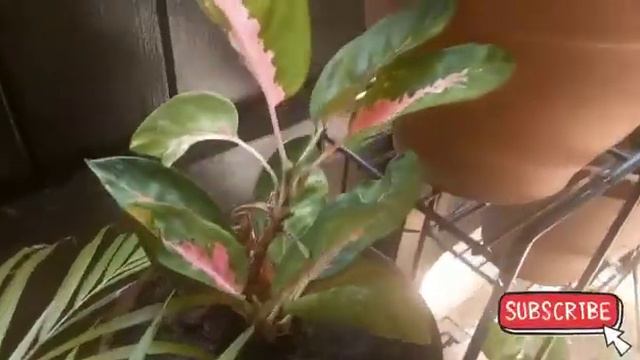 Variety of Plants | Aglaonema, Money Plant, Lime, Curry and Snake Plants смотреть онлайн