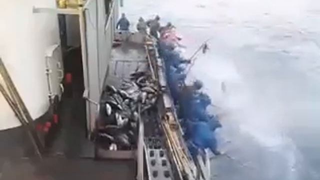 Рыбалка с корабля в океане Попали на стаю тунца смотреть онлайн