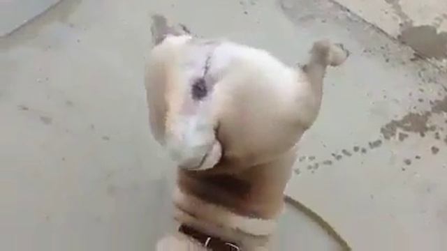Мопс орет смотреть онлайн