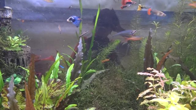 Мой аквариум. Танец маленьких расбор галактики. смотреть онлайн