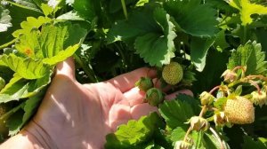 Летиция- поздний сорт крупноплодной земляники. Урожайность.