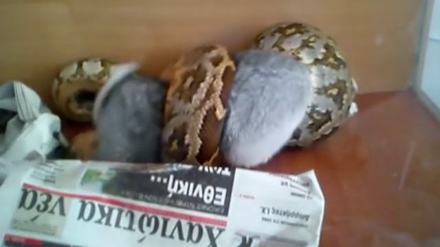 python VS rabbit смотреть онлайн