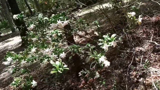 Gardenia Jasminoides (Cape Jasmine,Rosal) Really Smells Good смотреть онлайн