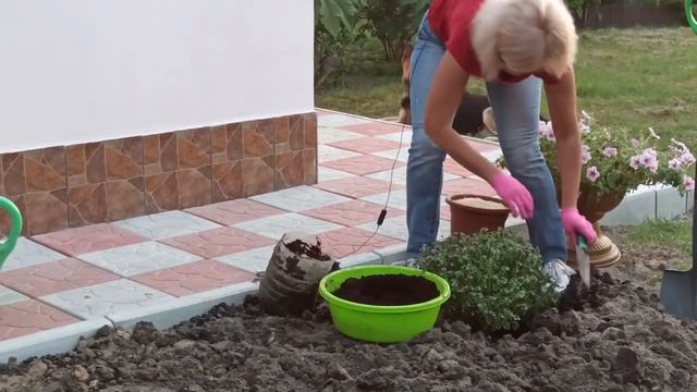 ЯК САДИТИ ХРИЗАНТЕМИ ОСІНЮ смотреть онлайн