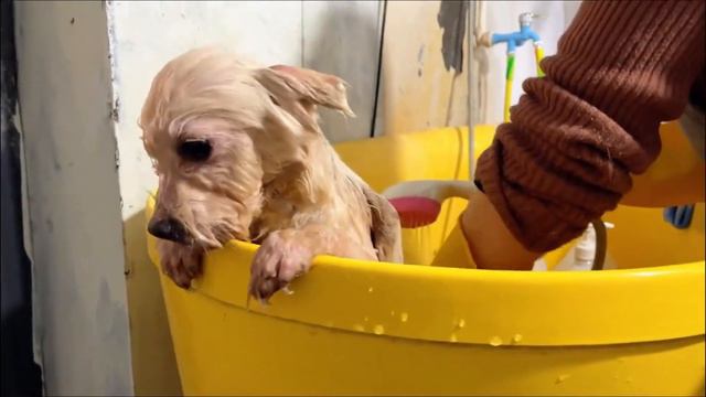 Stray Dog Soaked To The Bone, Took Him To The Hospital For A Bath, Big Change смотреть онлайн