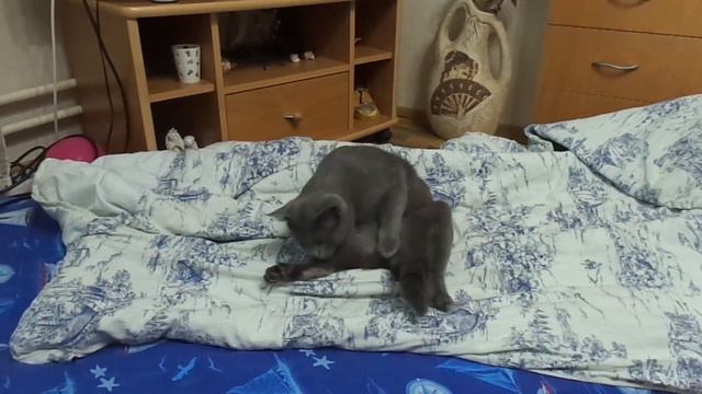 Соник онанист