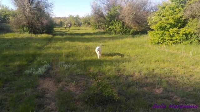 Прогулка с Маремма. Красивая природа.Beautiful nature. Walk with the Maremma sheepdog. смотреть онлайн