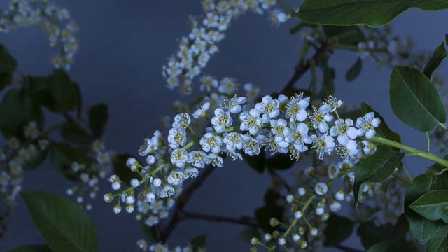 Blooming Flowers Time Lapse for Relaxation Soft Piano Music | Meditation Music & Positive vibes смотреть онлайн