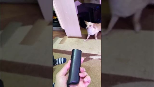 Распаковка ультразвукового свистка для собак! смотреть онлайн