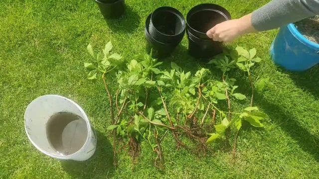 Как вырастить каштан? смотреть онлайн