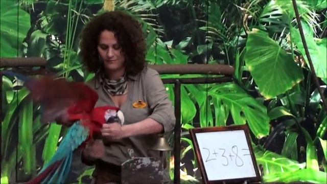 Loro Show - Loro Parque, Tenerife (Full Show) смотреть онлайн