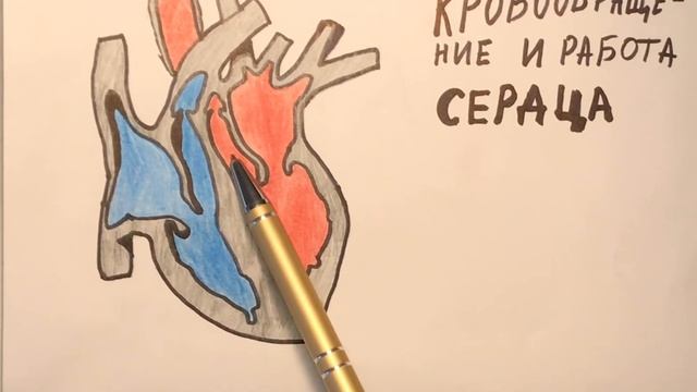 Кровообращение и работа СЕРДЦА. МАЛЫЙ и БОЛЬШОЙ круги кровообращения.