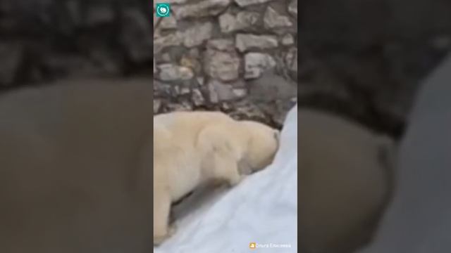 •??Айка сходила в "холодильник"/Московский зоопарк?Ольга Елисеева?? смотреть онлайн