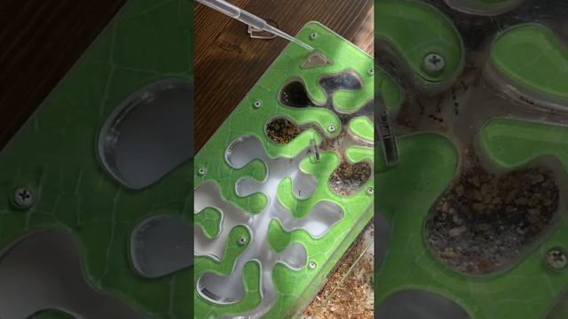 У меня есть МУРАВЬИ!!! Открытие второго лабиринта