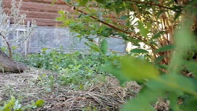 Как омолодить куст жимолости. Сильная обрезка