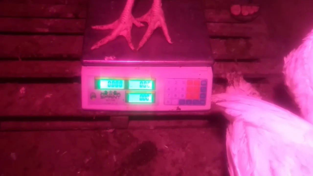 5500 кг - ИНДЮШАТАМ 7 НЕДЕЛЬ 49 дней, взвешивание смотреть онлайн