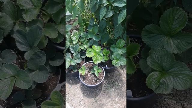 Моите ягоди в саксии/ Saksida çileklerim/ My strawberry in pots ? смотреть онлайн