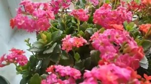 как заставить каланхоэ пышно цвести