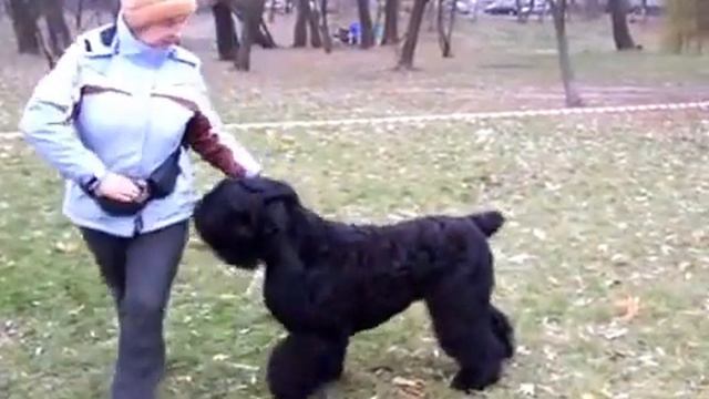 Banga SR 2011.10.26 Training смотреть онлайн