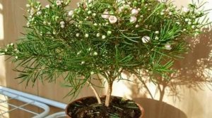 Хамелациум — уход в домашних условиях и цветение