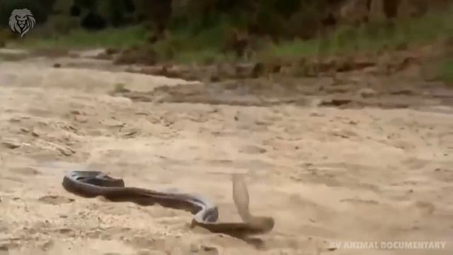 Extreme fight Crocodile vs Snake, Wild Animals Attack смотреть онлайн