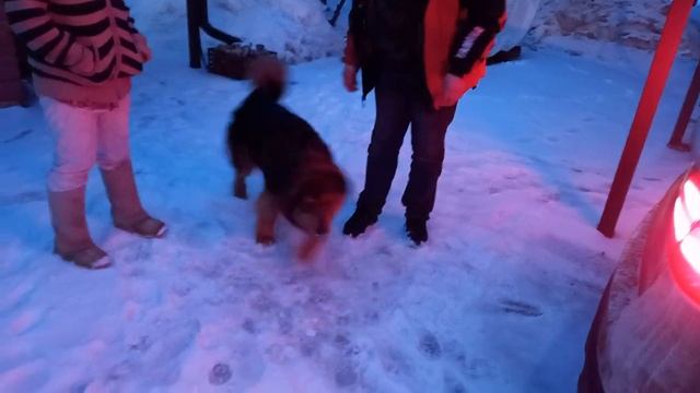 Банхар Наран Баатар из питомника "Байгал Номад" спустя два года узнал дедушку. ? смотреть онлайн