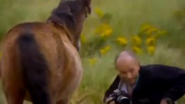 Дикие лошади острова Сейбл Chasing wild horses смотреть онлайн