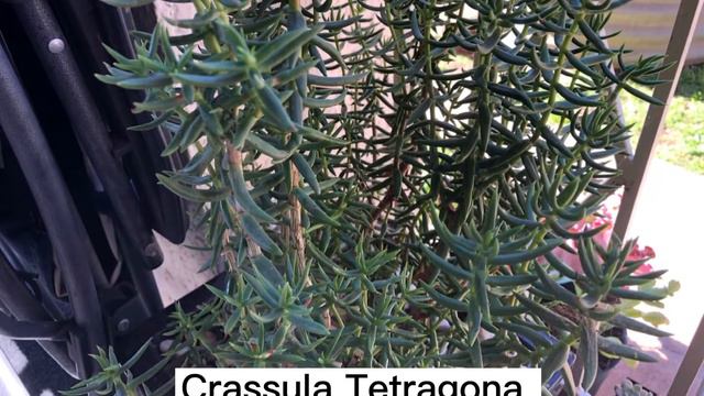 SUCCULENTS NAMES AND PICTURES | SUCCULENTS ID | NAME YOUR SUCCULENTS смотреть онлайн