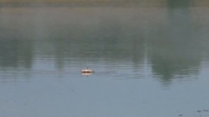 ЛОВЛЯ КАРПА НА КРУЖКИ ОСЕНЬЮ 2022 В ДИКОМ ПРУДУ! Рыбалка на волосяную оснастку.