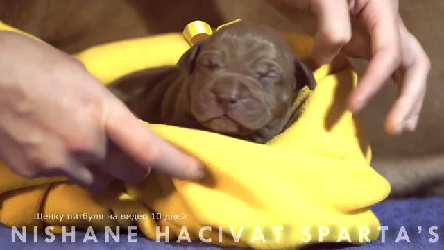 NISHANE HACIVAT SPARTA’S смотреть онлайн