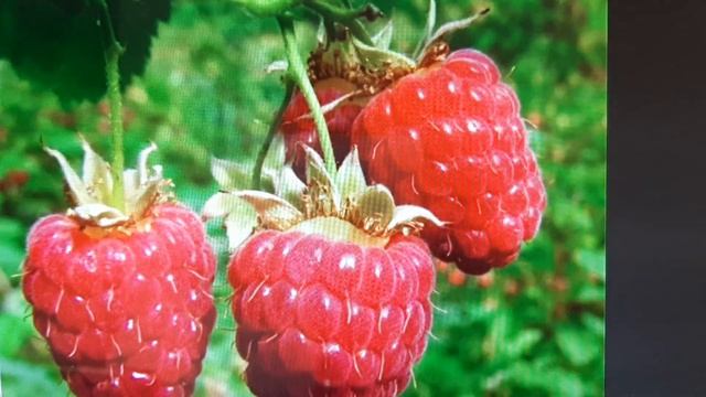 31 июля 2022 г. Ирена Буланова "Уходит потихоньку лето". Читает Ольга Алистратова смотреть онлайн