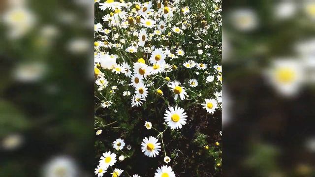 Ромашковое поле #природа #отдых #подорожуйукраїною смотреть онлайн