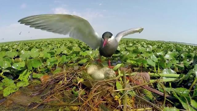 От Курил до Кавказа_