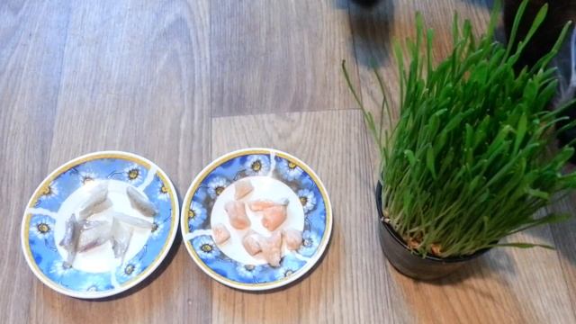 Что выберет кот Антиквара???Семгу,мойву или траву??? смотреть онлайн