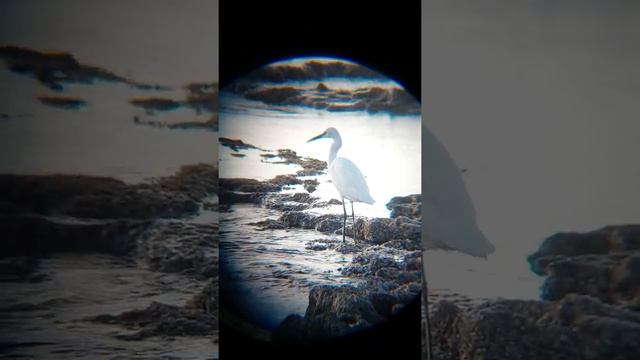 Малая белая цапля. Цапля с жёлтыми лапами. Little egret. לבנית קטנה. #цапля #לבניתקטנה смотреть онлайн