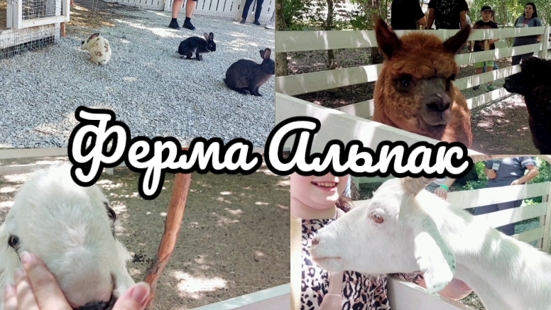 Альпаки,контактный зоопарк,лучший семейный отдых живые эмоции. смотреть онлайн