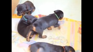 Щенок Ротвейлер