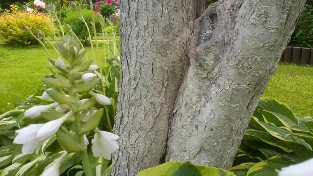 15 Дачные картинки. Хоста. смотреть онлайн