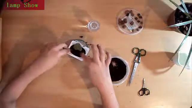 Как вырастить фиалку из листика.✨ смотреть онлайн