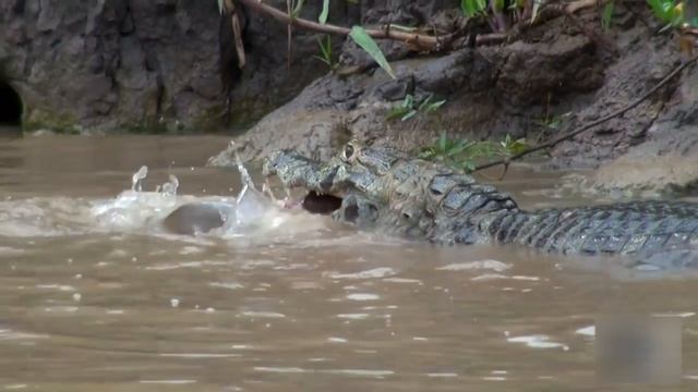 Пираньи в деле. Насколько они опасны для человека