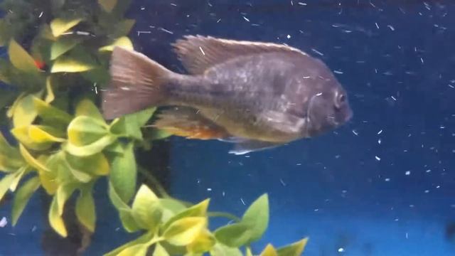 The Forgotten Few | Otopharynx Tetrastigma & Protomelas Tanzania смотреть онлайн