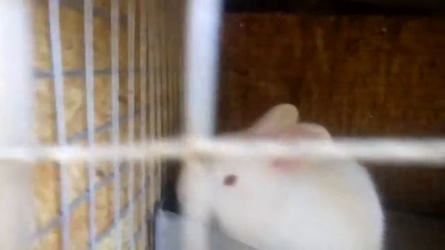 17.05.19 Белый кролик не альбинос как это стандартно у этих пород бывает.