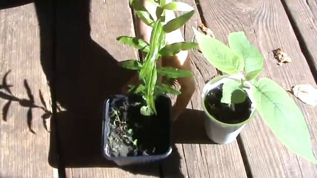 Pomegranate and kiwi update смотреть онлайн