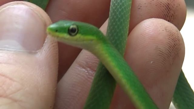 Adorable Green Snake! смотреть онлайн