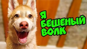 Я БЕШЕНЫЙ ВОЛК! Хаски Бублик. Говорящая собака