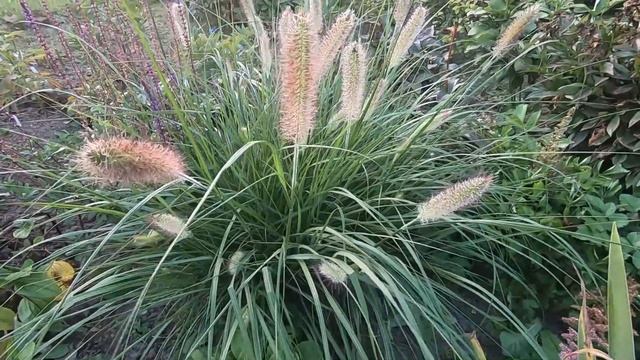 ДАЧНЫЙ ВЛОГ. ЯРКИЕ ОСЕННИЕ МНОГОЛЕТНИКИ В САДУ. смотреть онлайн